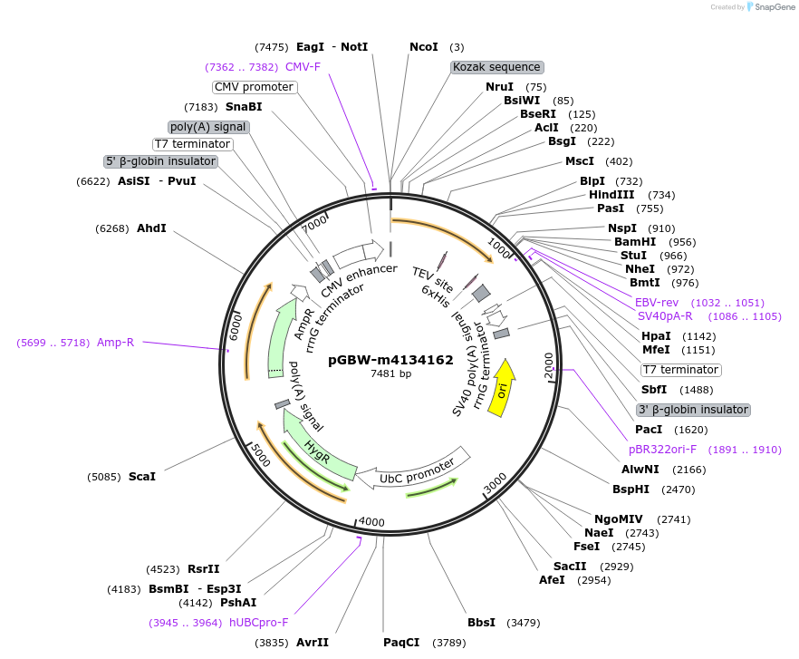 152236-plasmid-map-sequence-id-295248
