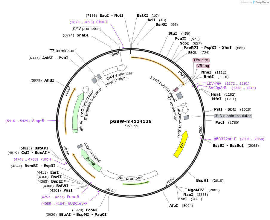 152239-plasmid-map-sequence-id-295251