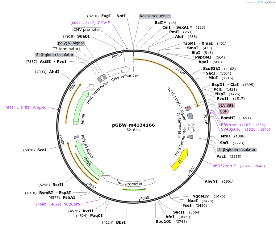 152240-plasmid-map-sequence-id-295252