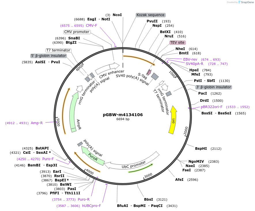 152244-plasmid-map-sequence-id-295256