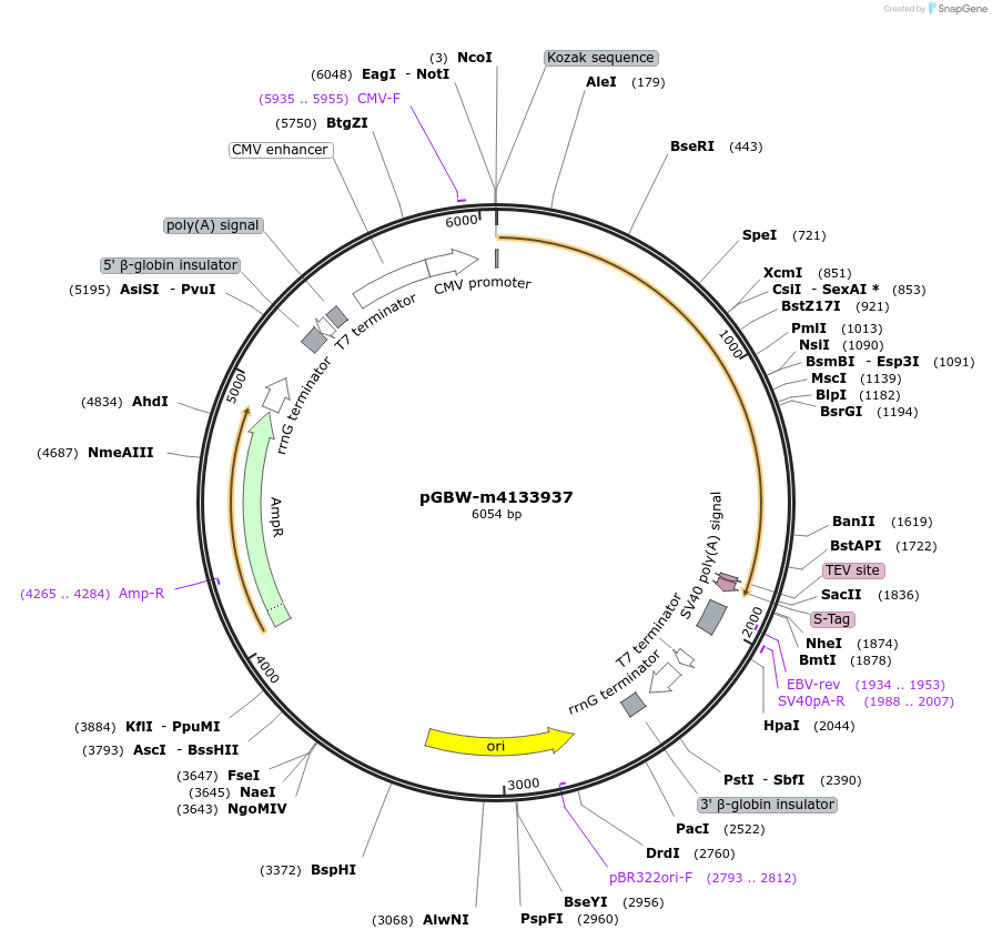 152251-plasmid-map-sequence-id-295263