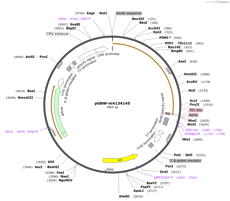 152253-plasmid-map-sequence-id-295265