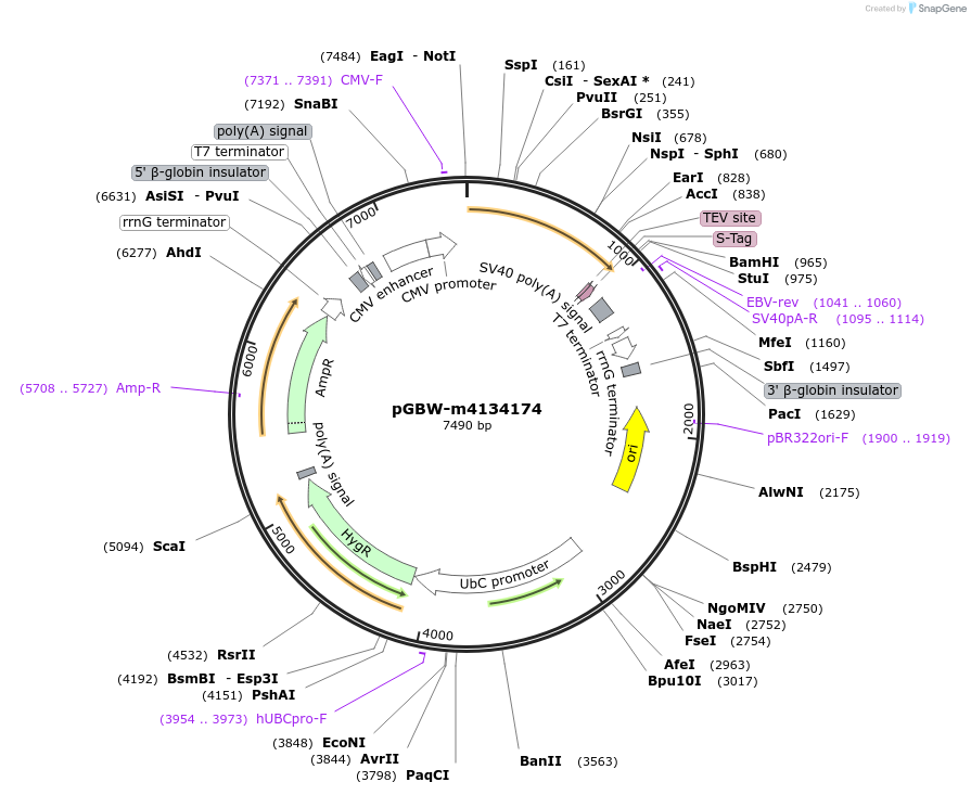 152257-plasmid-map-sequence-id-295269