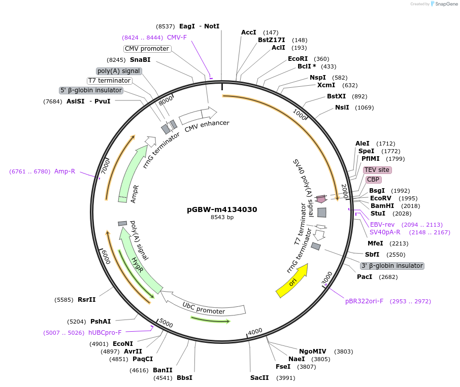 152259-plasmid-map-sequence-id-295271