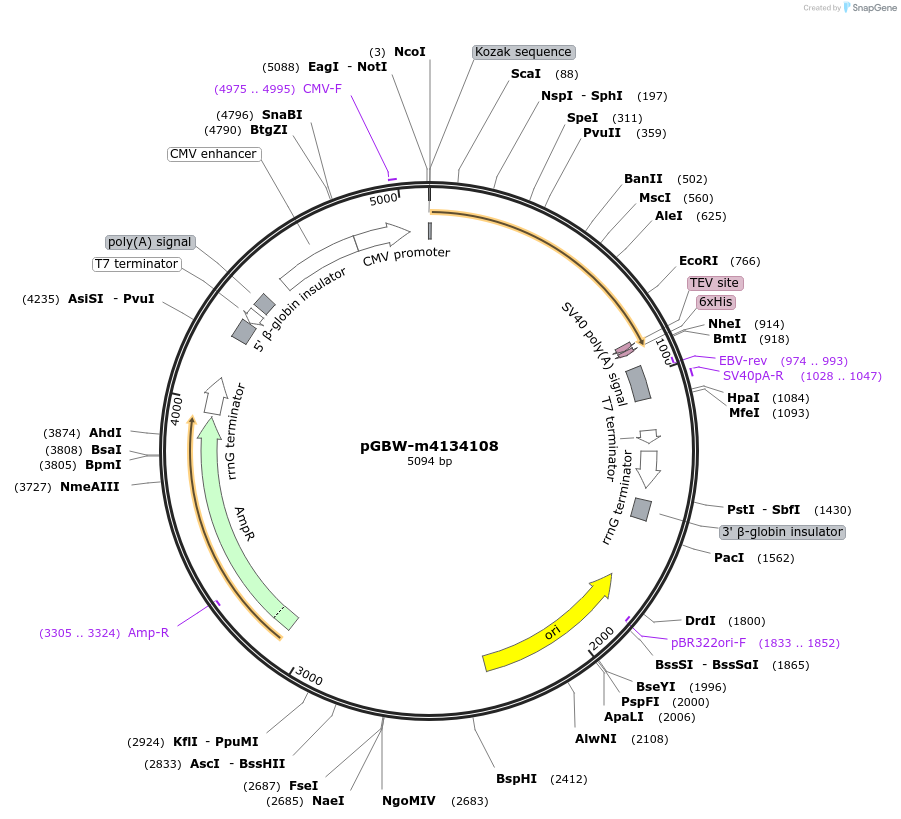 152261-plasmid-map-sequence-id-295273