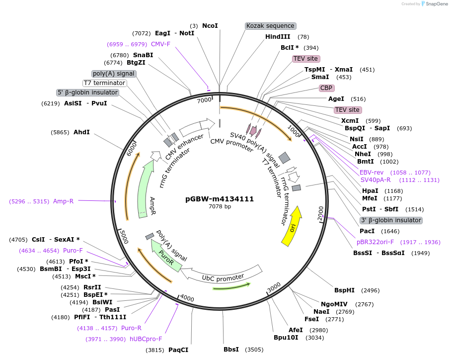 152266-plasmid-map-sequence-id-295278