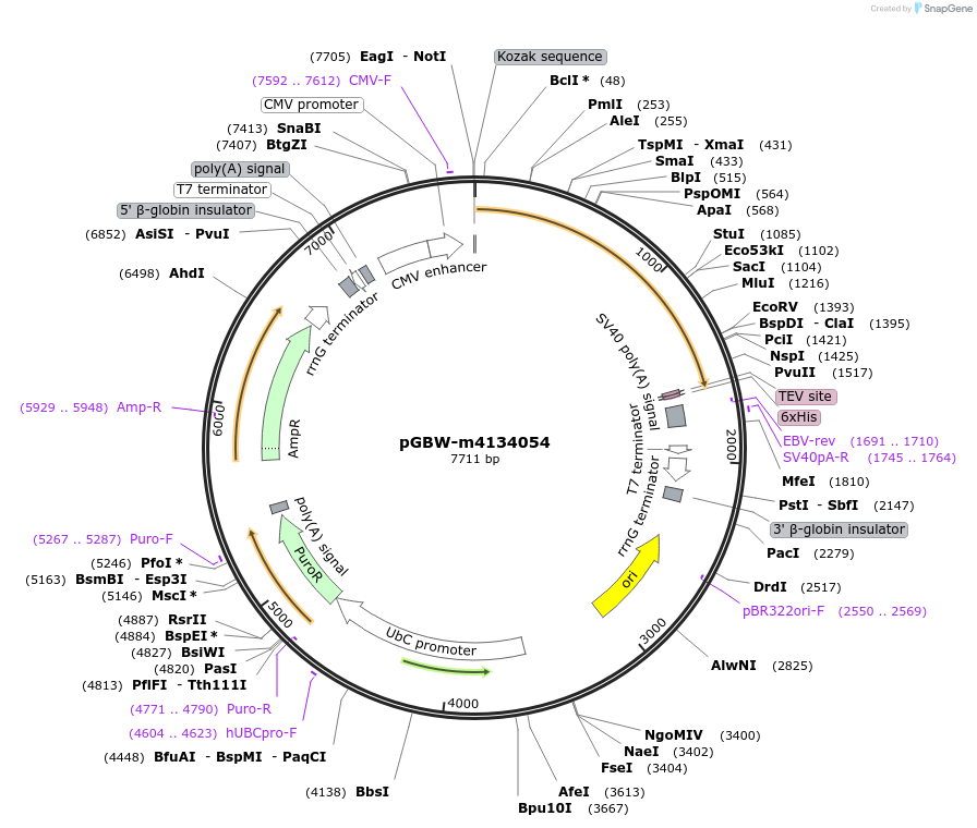 152274-plasmid-map-sequence-id-295286