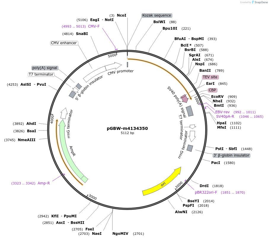 152277-plasmid-map-sequence-id-295289