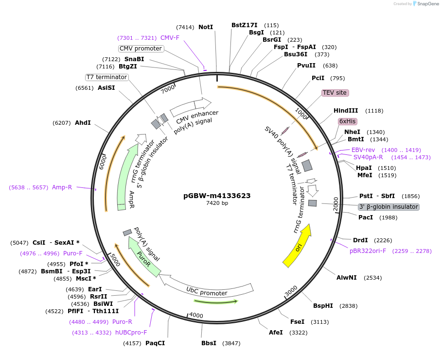 152320-plasmid-map-sequence-id-295332