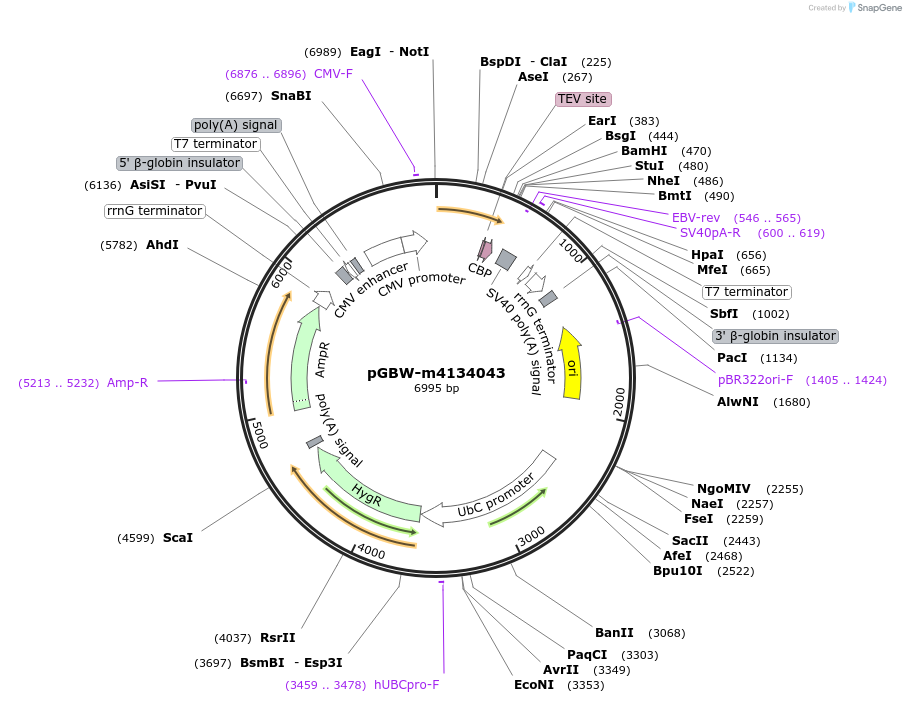 152322-plasmid-map-sequence-id-295334