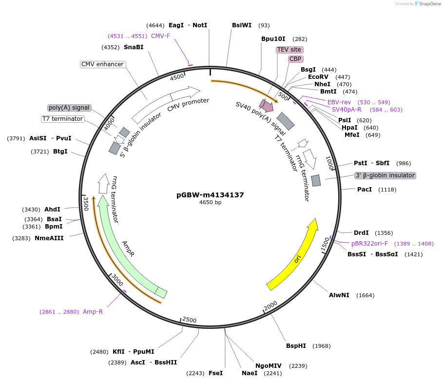 152323-plasmid-map-sequence-id-295335