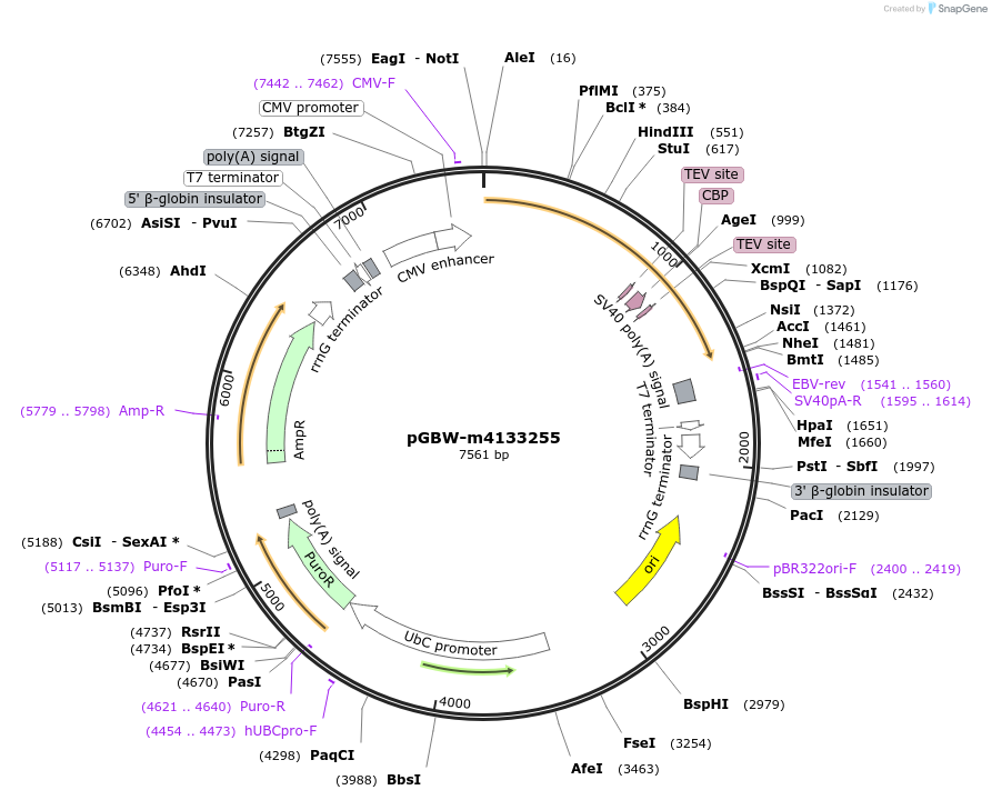 152324-plasmid-map-sequence-id-295336