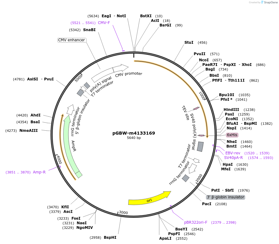 152336-plasmid-map-sequence-id-295348