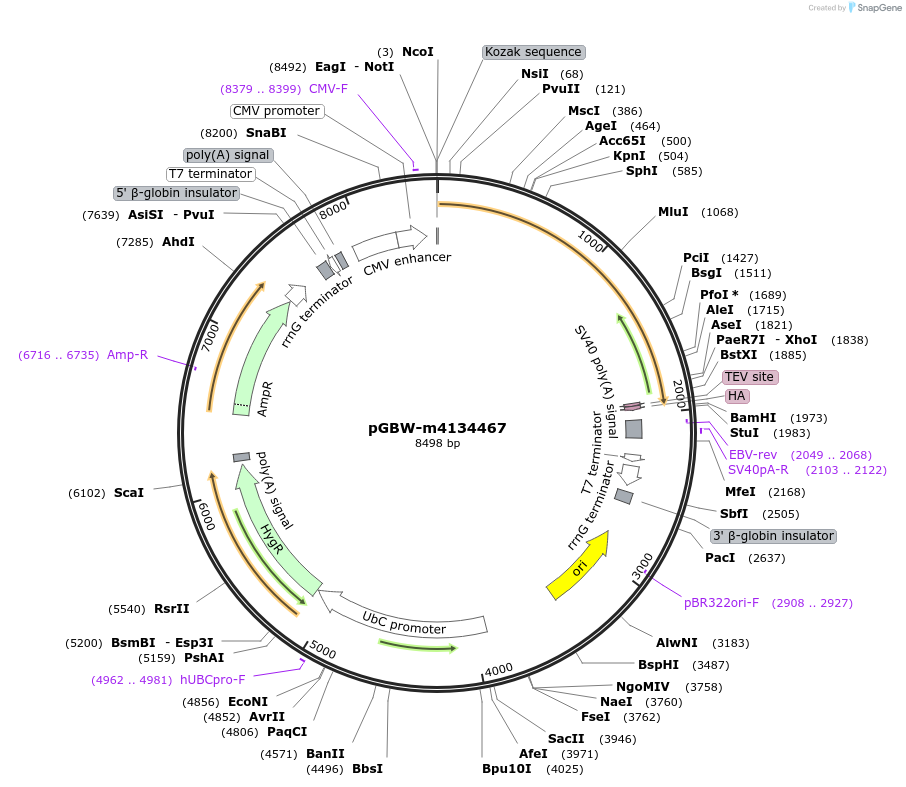 152343-plasmid-map-sequence-id-295355