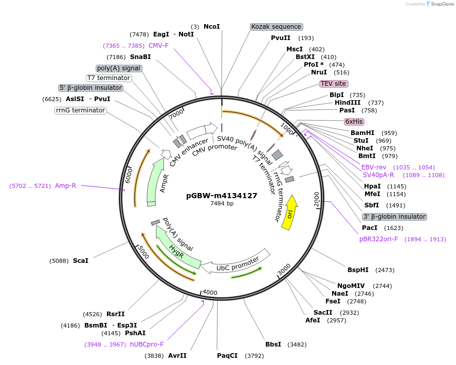 152346-plasmid-map-sequence-id-295358