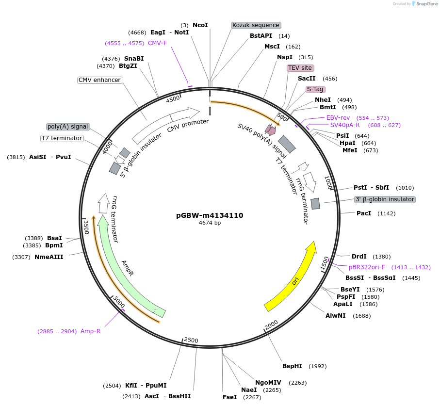 152347-plasmid-map-sequence-id-295359