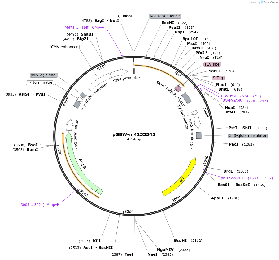 152350-plasmid-map-sequence-id-295362