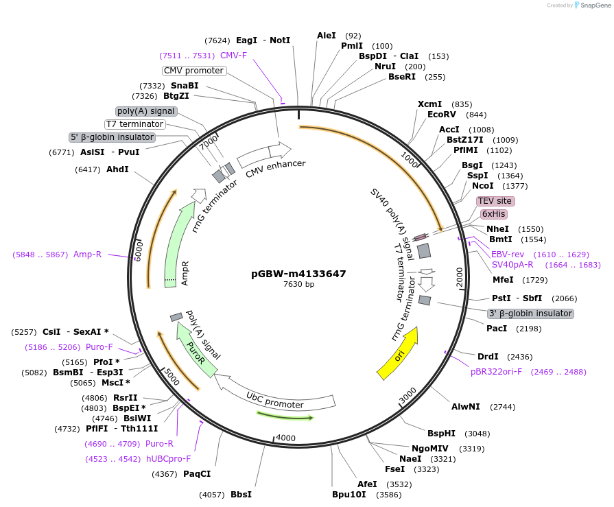 152352-plasmid-map-sequence-id-295364