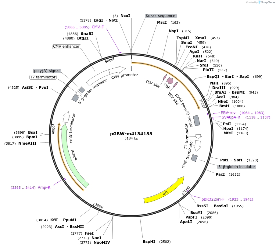 152358-plasmid-map-sequence-id-295370