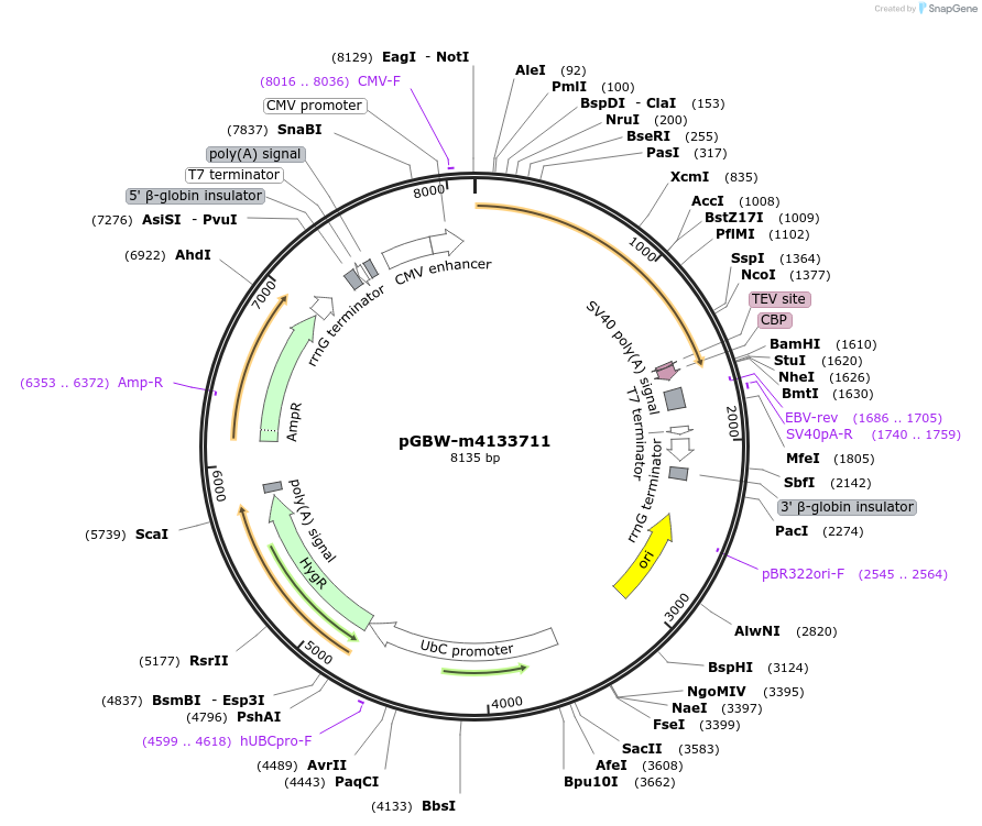 152360-plasmid-map-sequence-id-295372