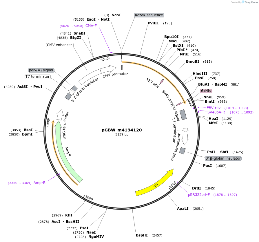 152362-plasmid-map-sequence-id-295374