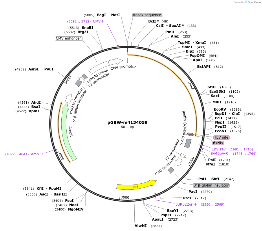 152363-plasmid-map-sequence-id-295375