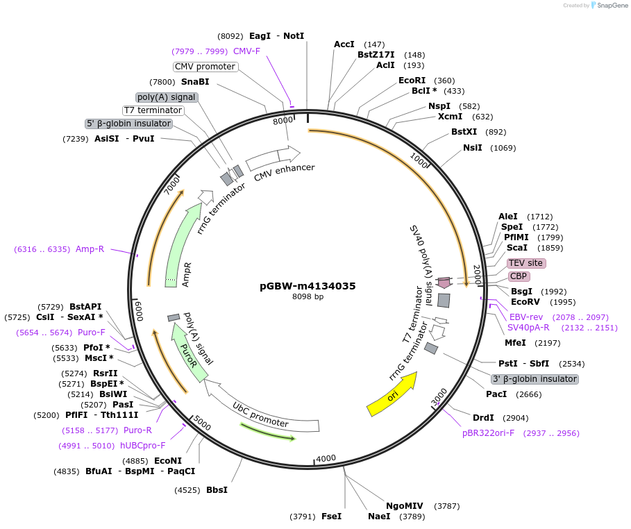 152366-plasmid-map-sequence-id-295378