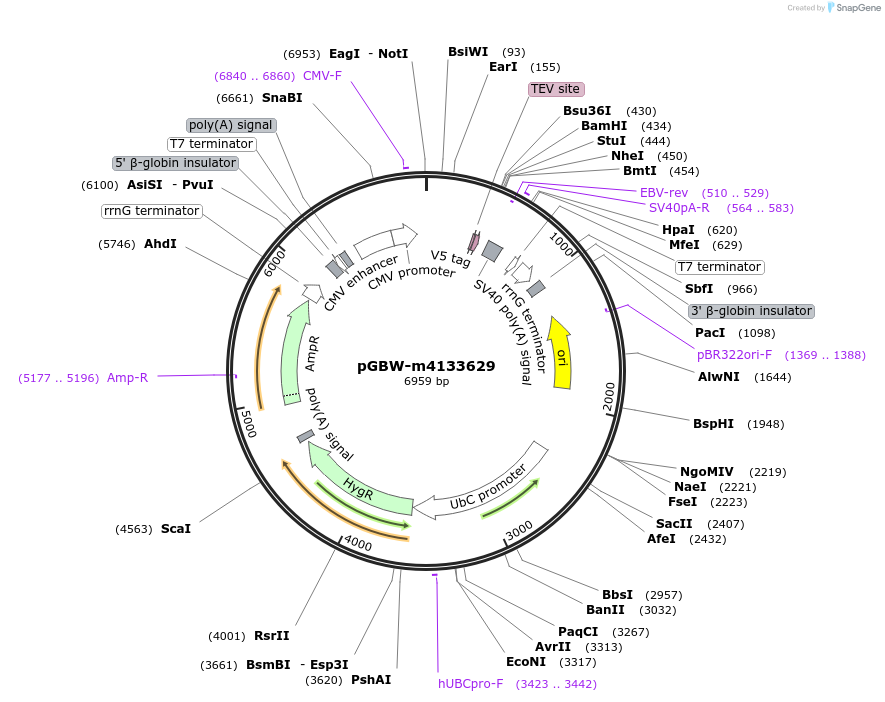 152367-plasmid-map-sequence-id-295379