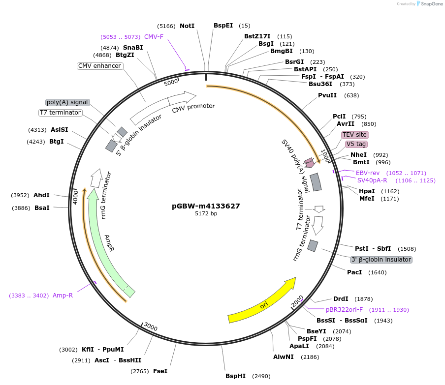 152376-plasmid-map-sequence-id-295388