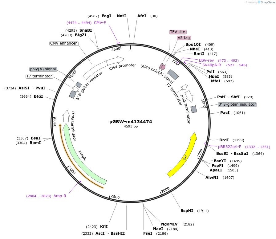 152379-plasmid-map-sequence-id-295391