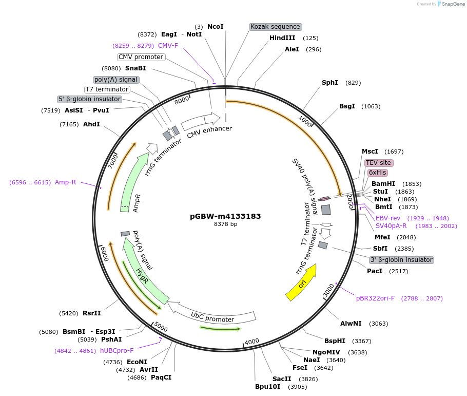 152380-plasmid-map-sequence-id-295392