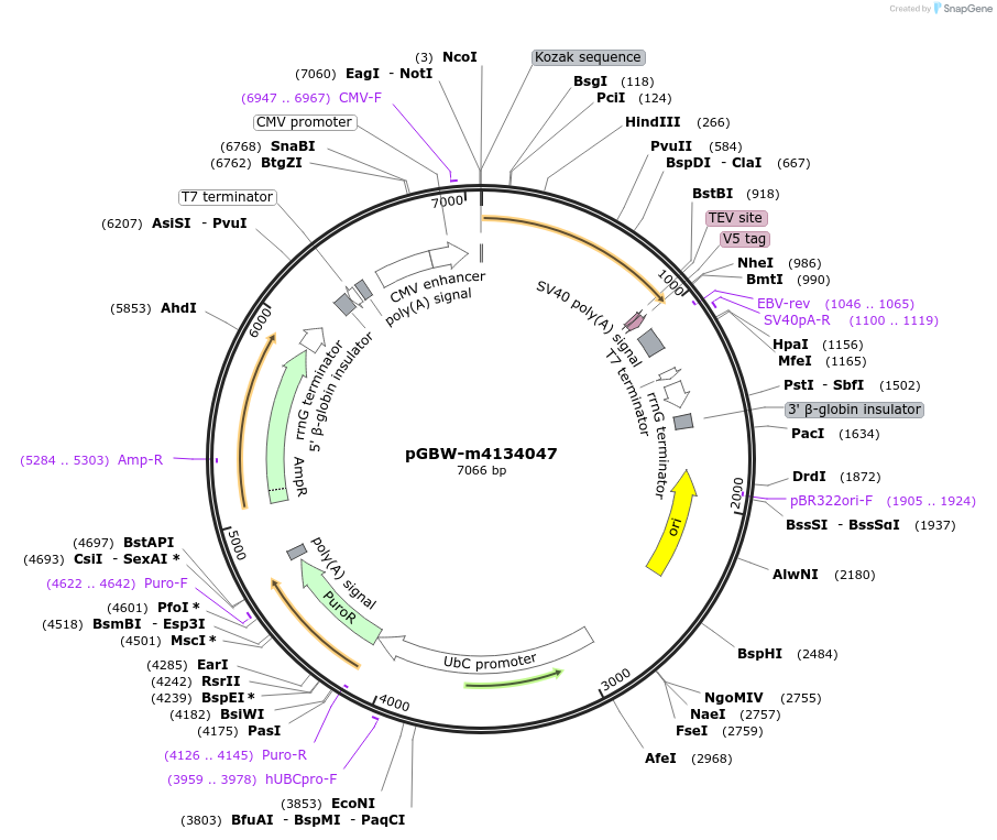 152382-plasmid-map-sequence-id-295394