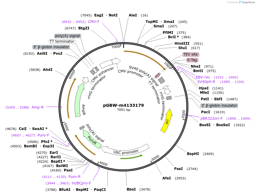 152384-plasmid-map-sequence-id-295396