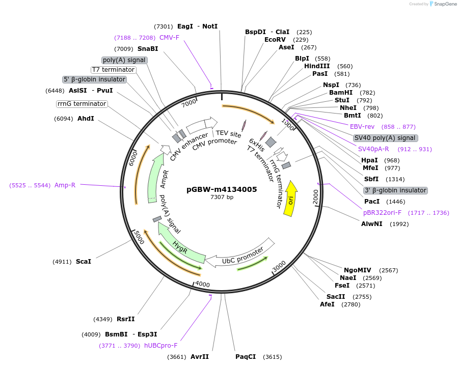 152387-plasmid-map-sequence-id-295399