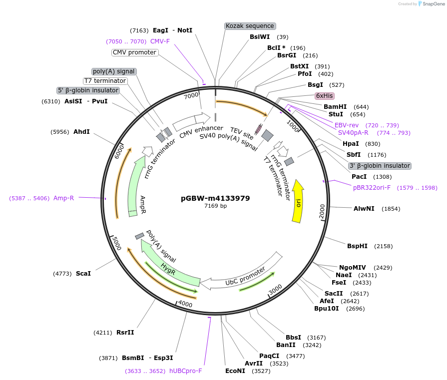 152388-plasmid-map-sequence-id-295400