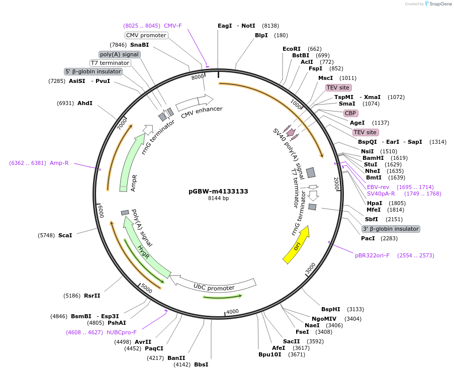 152395-plasmid-map-sequence-id-295407