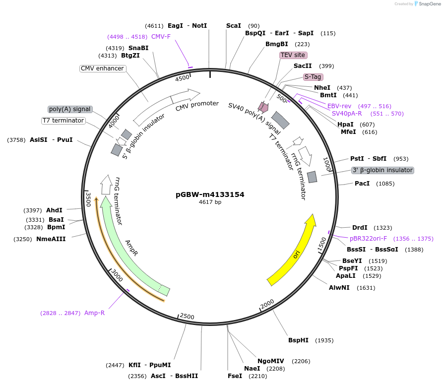 152397-plasmid-map-sequence-id-295409