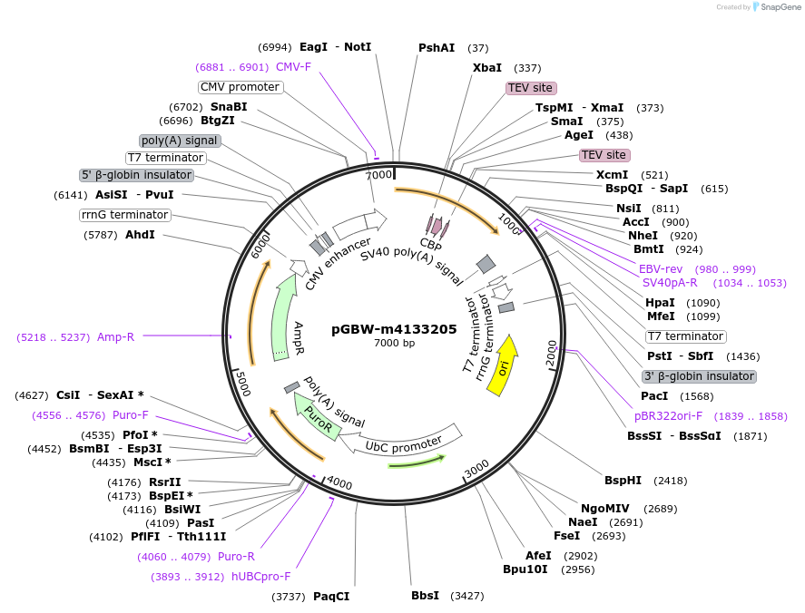 152402-plasmid-map-sequence-id-295414