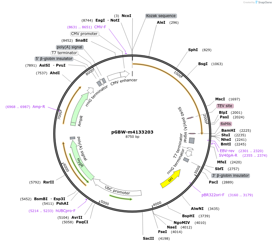 152407-plasmid-map-sequence-id-295419