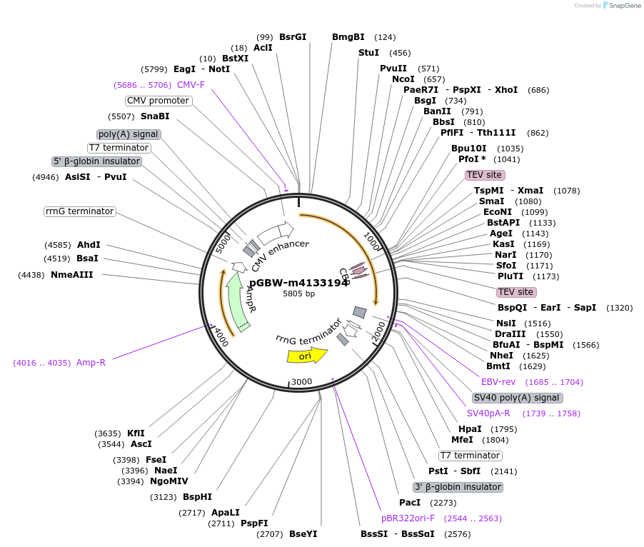 152409-plasmid-map-sequence-id-295421