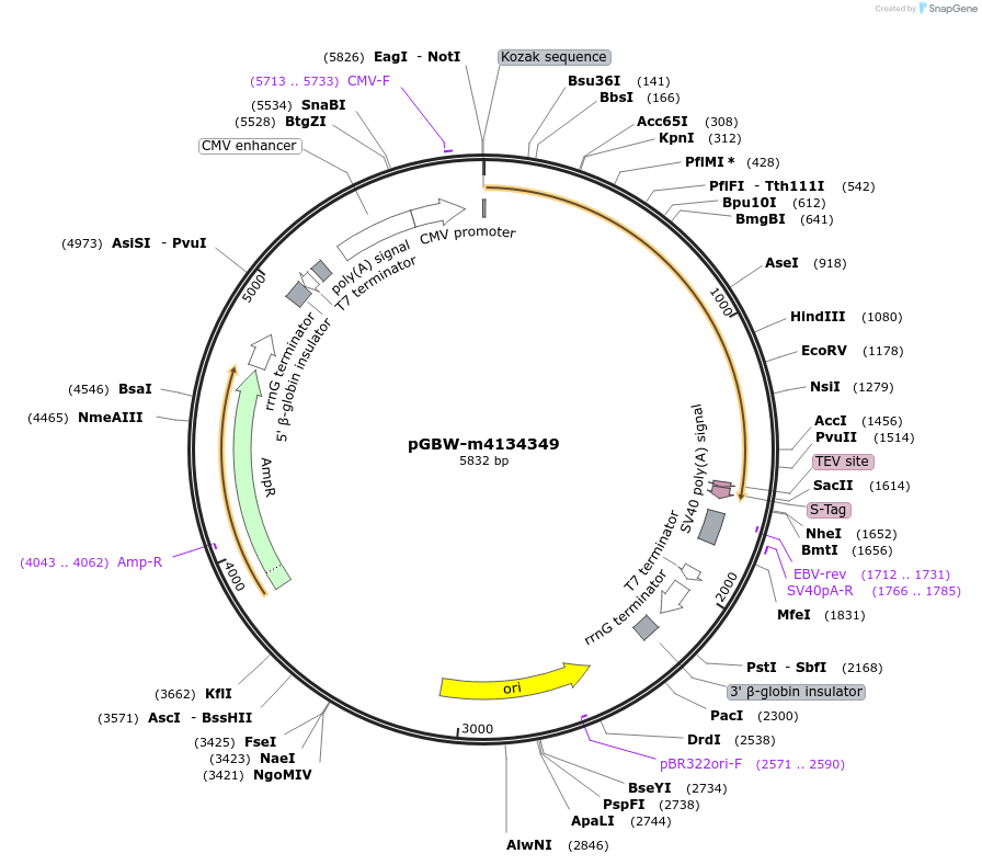 152411-plasmid-map-sequence-id-295423