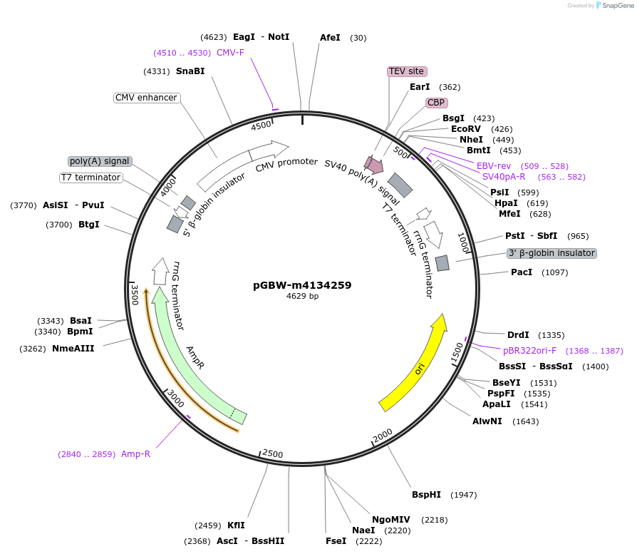 152412-plasmid-map-sequence-id-295424