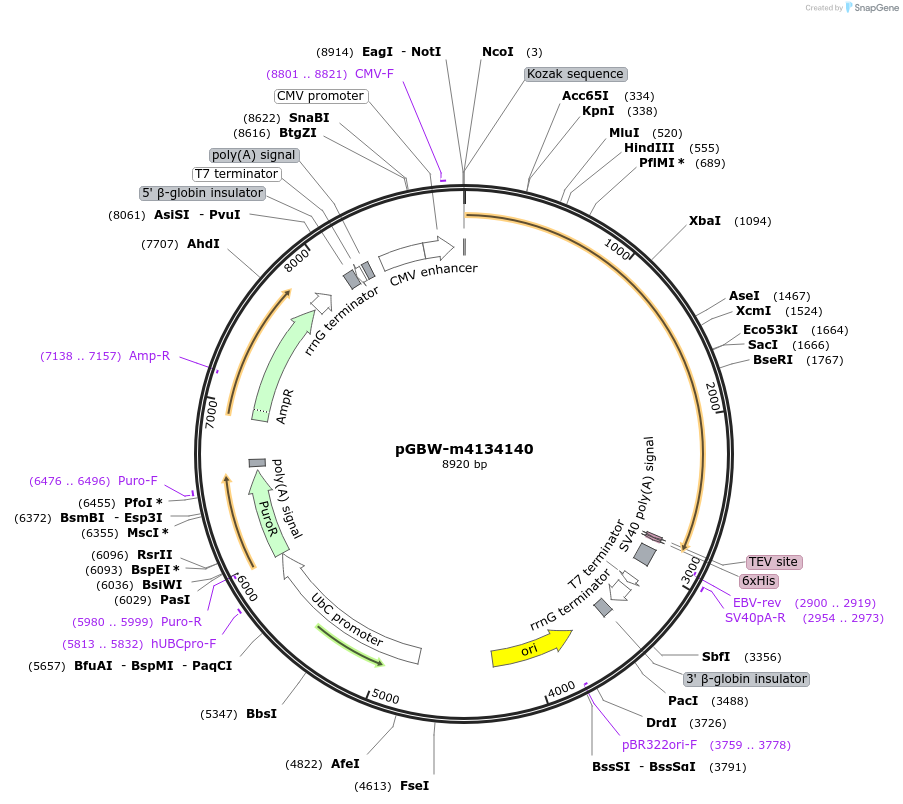 152417-plasmid-map-sequence-id-295429