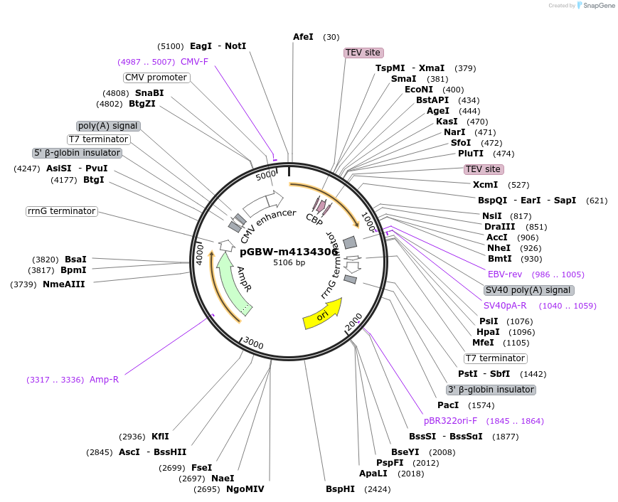 152418-plasmid-map-sequence-id-295430