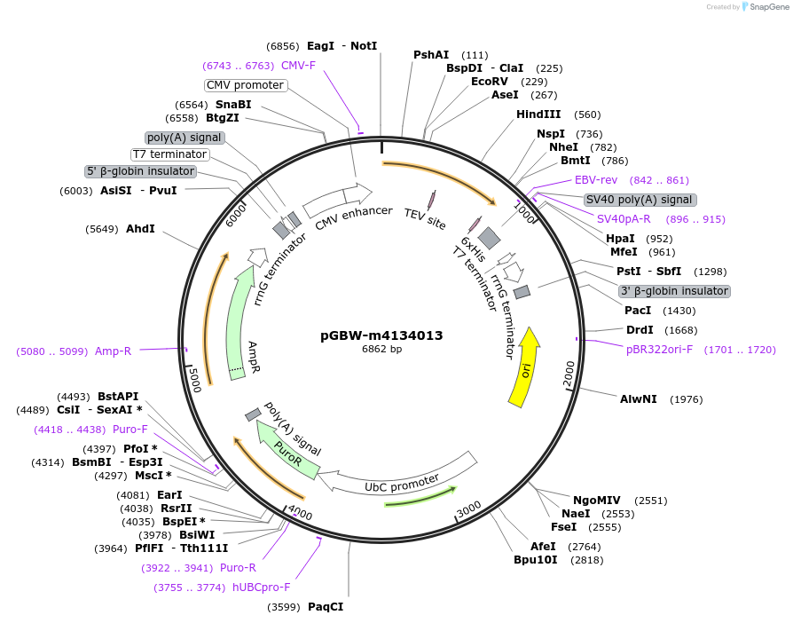 152420-plasmid-map-sequence-id-295432