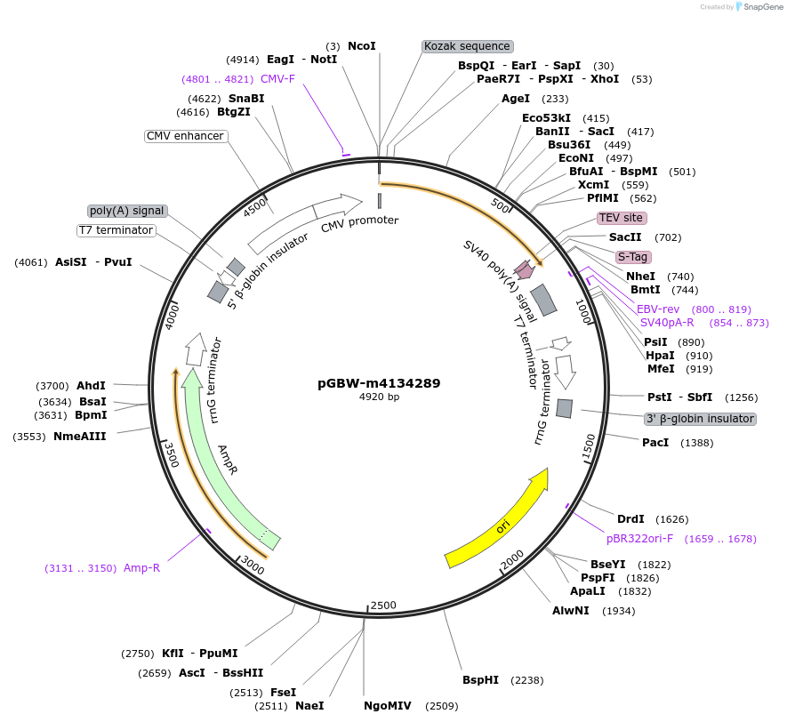 152421-plasmid-map-sequence-id-295433