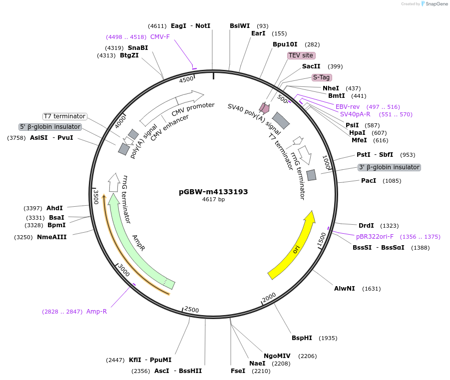 152423-plasmid-map-sequence-id-295435