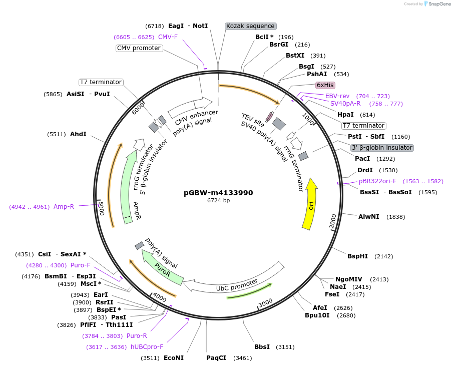 152424-plasmid-map-sequence-id-295436