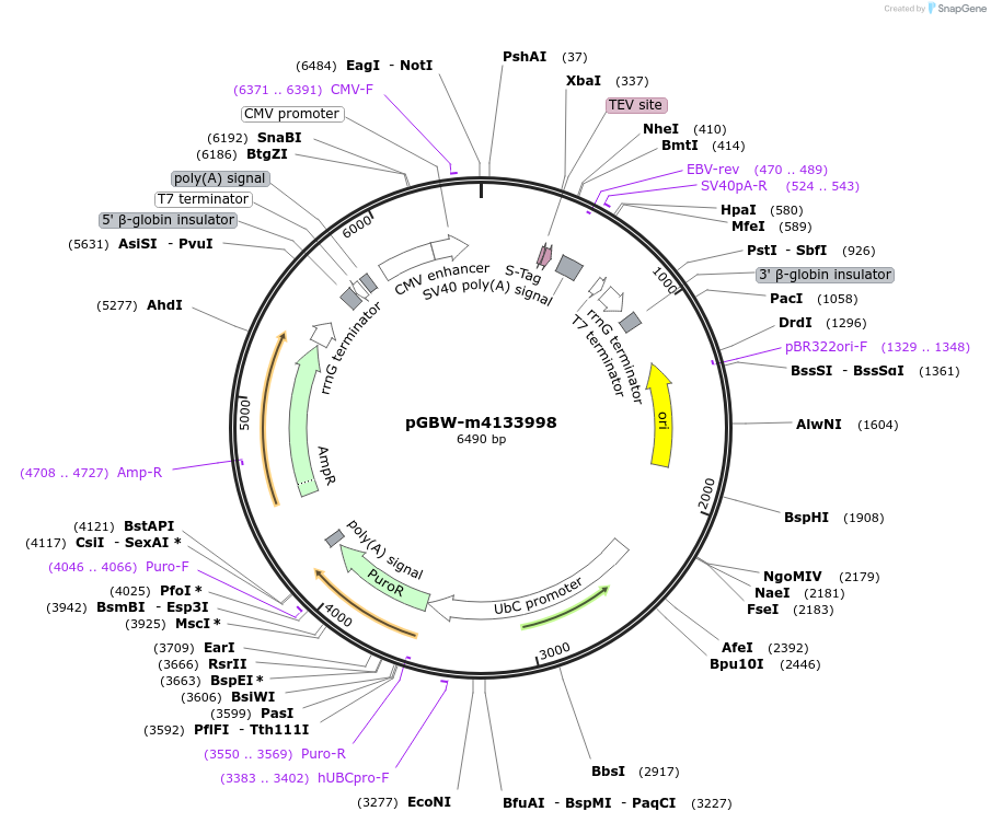 152425-plasmid-map-sequence-id-295437