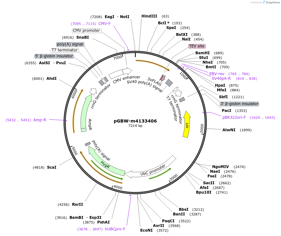 152430-plasmid-map-sequence-id-295442